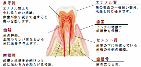 歯と歯肉の構造